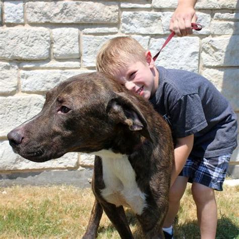 mesquite tx animal shelter|Mesquite Shelter Dogs .